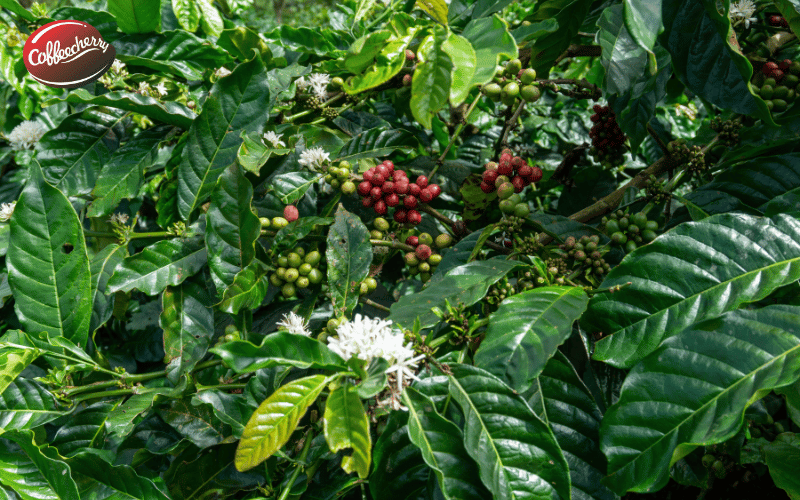ca-phe-robusta-phu-hop-voi-nhung-ai-gu-nao-phu-hop-1 (2)
